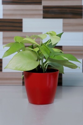 Vibrant Green Money Plant(Hybrid, Pack of 1)