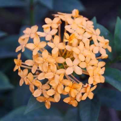 Ukanda Trothic Ixora/Chethi Plant(Hybrid, Pack of 1)