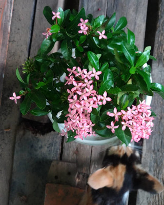 Ukanda Trothic Ixora/Chethi Plant(Hybrid, Pack of 1)