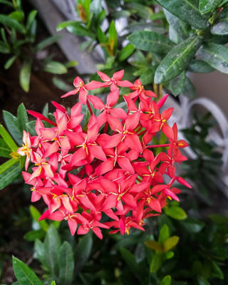 Ukanda Trothic Ixora/Chethi Plant(Hybrid, Pack of 1)