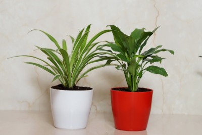 Vibrant Green Spider Plant(Hybrid, Pack of 2)