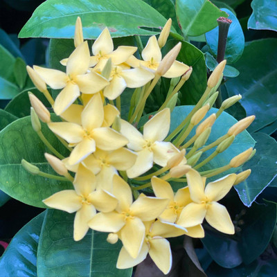 The Entacloo Trothic Ixora/Chethi Plant(Hybrid, Pack of 1)
