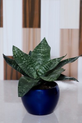 Vibrant Green Snake Plant(Hybrid, Pack of 1)