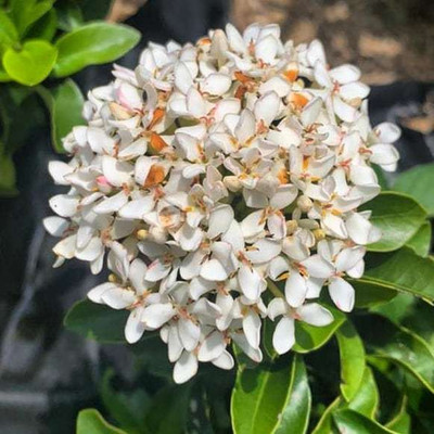 Ukanda Trothic Ixora/Chethi Plant(Hybrid, Pack of 1)