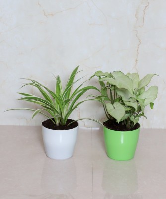 Vibrant Green Spider Plant(Hybrid, Pack of 2)