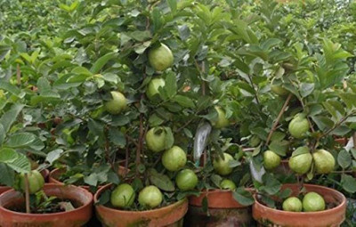 Chalisa Guava Seed(90 per packet)