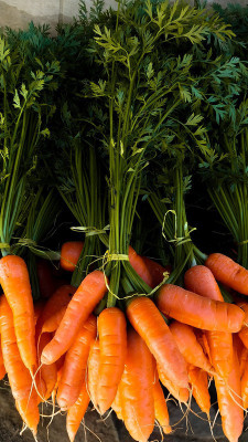 VNR Fresh Vnr Red Carrot Vegetable Hybrid Seed(100 per packet)