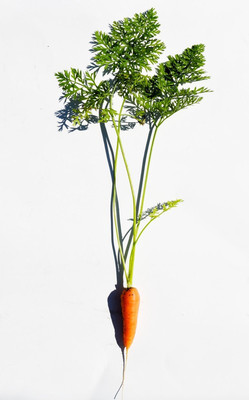 VNR Fresh Vnr Red Carrot Vegetable Hybrid Seed(100 per packet)