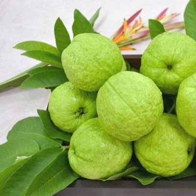 Aro Guava Seed(280 per packet)
