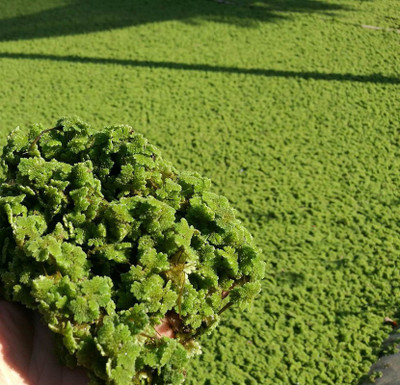 TREECARE Azolla Seed(550 per packet)