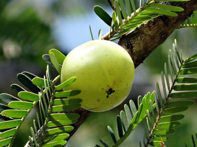 Aro Gooseberry, Amla Seed(37 per packet)
