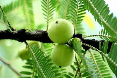 MAA Gooseberry, Amla Seed(67 per packet)