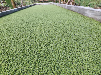 Greenspice Azolla Seed(220 per packet)