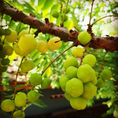 Aro Gooseberry, Amla Seed(61 per packet)