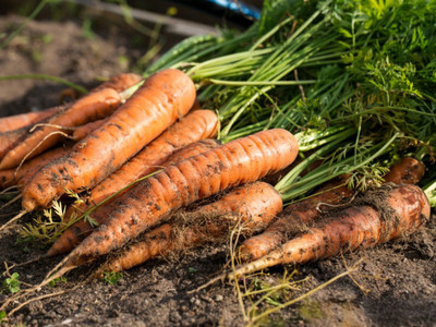 VNR Fresh Vnr Red Carrot Vegetable Hybrid Seed(100 per packet)