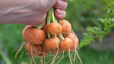 VNR Fresh Vnr Red Carrot Vegetable Hybrid Seed(100 per packet)