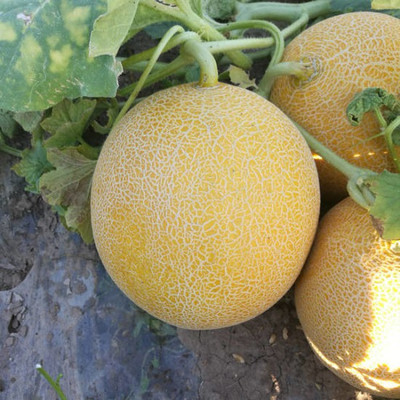 Gromax India Muskmelon Netround Seeds Seed(40 per packet)
