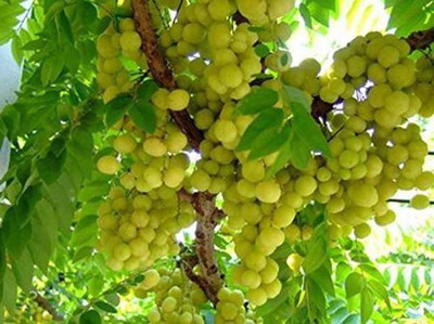 Aro Gooseberry, Amla Seed(37 per packet)