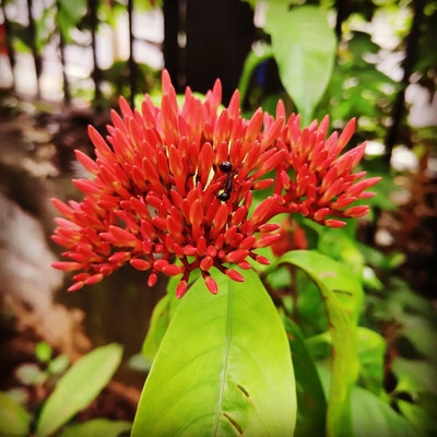 GreenyOn Trothic Ixora/Chethi Plant(Hybrid, Pack of 1)