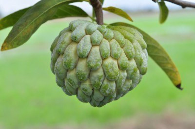 Aywal Hybrid custard apple seeds for plant,sugar apple Seed(7 per packet)