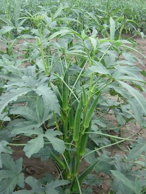 THAMMAR BHINDI SEED Seed Seed(4000 per packet)