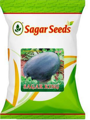 Cosmos WATERMELON Seed(100 per packet)