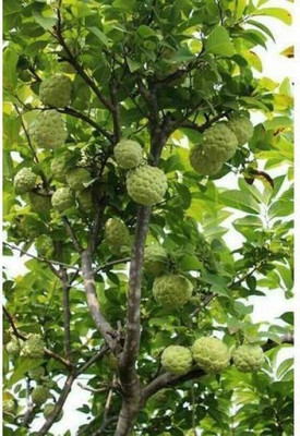 Chalisa CustardApple Seed(15 per packet)