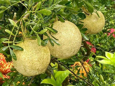 MAA Wood apple Seed(22 per packet)