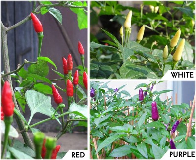 CYBEXIS Red, White & Purple Bird Eye Chilli Combo Seed(10 g)