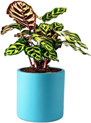 Lasaki Kitty Ceramic Planter Pots for Plants Home Indoor Living Room (aqua) Plant Container Set(Ceramic)