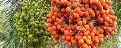 APOSOLUARD Areca Palm(Hybrid, Pack of 1)