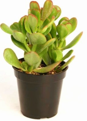 minatigreenhouse Crassula Ovata Variegata Plant(Hybrid, Pack of 1)