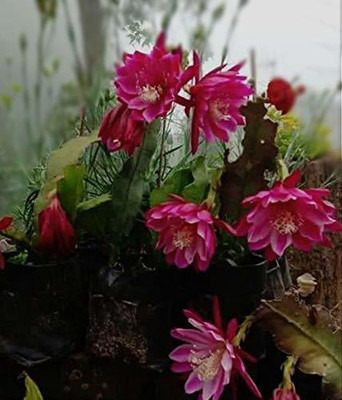 KANAYA Lotus Mixed Flower Seed(30 per packet)
