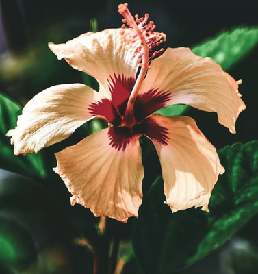 Ukanda Hibiscus Plant(Hybrid, Pack of 1)