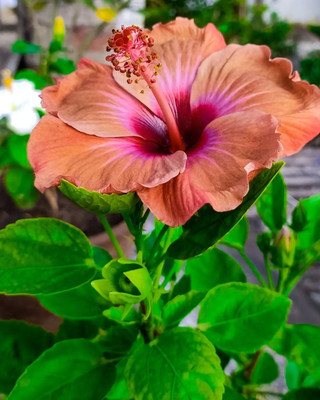 Ukanda Hibiscus Plant(Hybrid, Pack of 1)