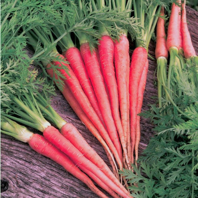 VNR Fresh Vnr Red Carrot Vegetable Hybrid Seed(100 per packet)