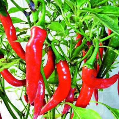 Faabiie Suryamukhi Chilli, Indian Heirloom Plant seeds, Pack of 100+ Seed(20 per packet)