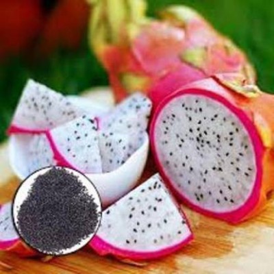 Shiv-Shakti Group Pitaya (Dragon fruit Seeds) 100 Dragon Seed(100 per packet)