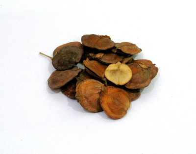 Faabiie Harsingar Seed(20 per packet)