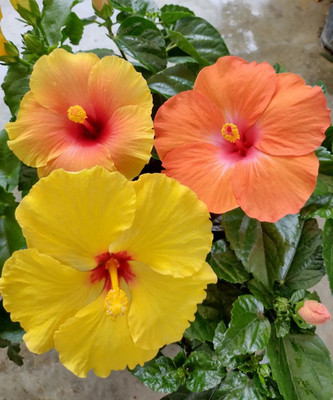 LaughEarth Hibiscus Plant(Hybrid, Pack of 1)