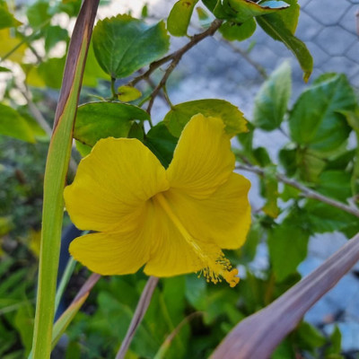 Aquinnah Graden Hibiscus Plant(Hybrid, Pack of 1)