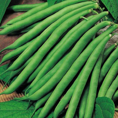 Chalisa Beans, French Beans Seed(10 per packet)