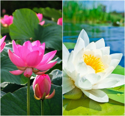 CRGO ® CBZ-902 Lotus Seeds Nelumbo nucifera ‘Empress’ Lotus Seed(4 per packet)