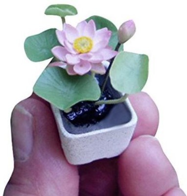 VibeX ™ XII-1190 Small Bonsai Lotus Hyacinth Seeds Seed(30 per packet)