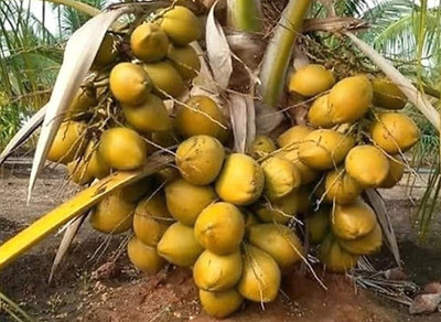 LaughEarth Coconut Plant(Hybrid, Pack of 1)
