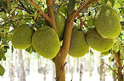 Ukanda Jack Fruit Plant(Hybrid, Pack of 1)