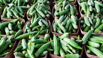 KANAYA Upl Okra Lady-Finger (Bhindi) Hybrid Vegetable Seed(40 per packet)