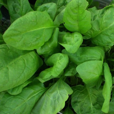 Qualtivate Fresh Green Spinach (Palak) Vegetable Hybrid Quality Seed(25 per packet)