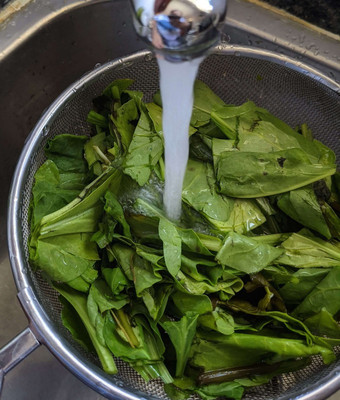 Cosmos palak(spinach) fresh seeds Seed(100 per packet)
