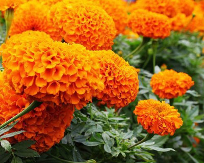 XOLDA Hybrid Mari Gold Orange Seed(50 per packet)